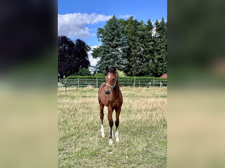 Hannoveraan Hengst Veulen (04/2025) Bruin in Elze