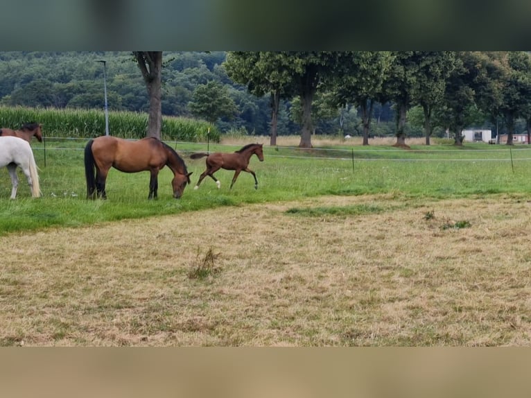 Hannoveraan Hengst Veulen (04/2025) Bruin in Bodenfelde-Wahmbeck