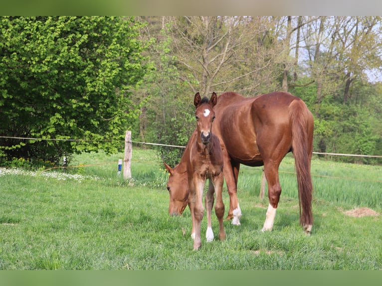 Hannoveraan Hengst  Bruin in Borgholzhausen