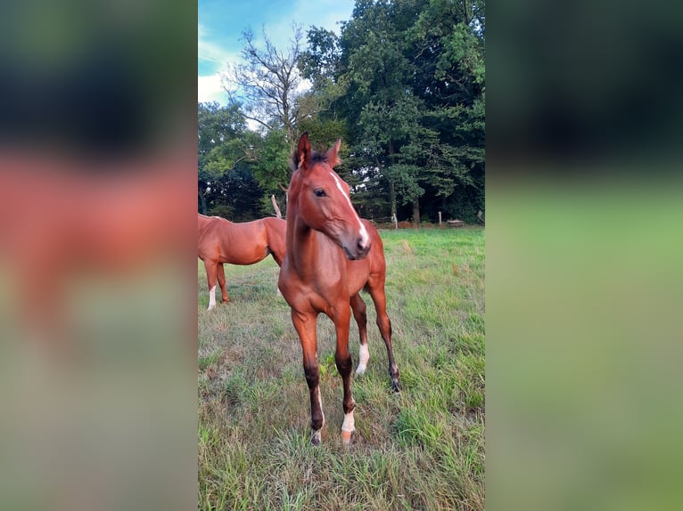 Hannoveraan Hengst Veulen (04/2025) Bruin in Eldingen