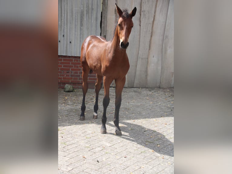 Hannoveraan Hengst Veulen (04/2026) Bruin in Osterwald