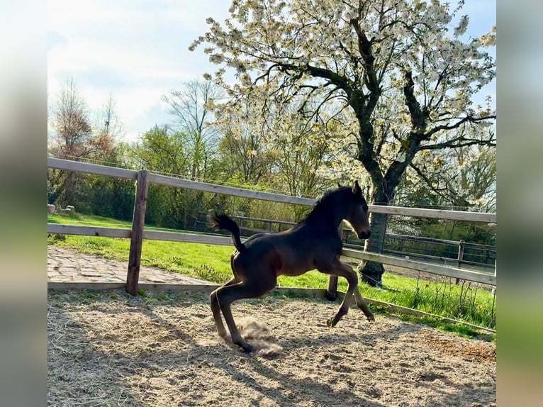 Hannoveraan Hengst Veulen (04/2026) Bruin in Zeetze