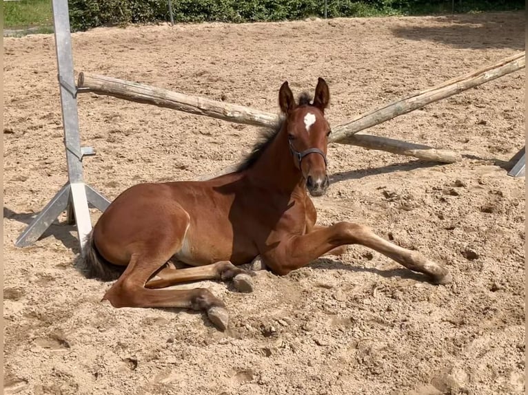 Hannoveraan Hengst Veulen (05/2025) Bruin in Braunschweig