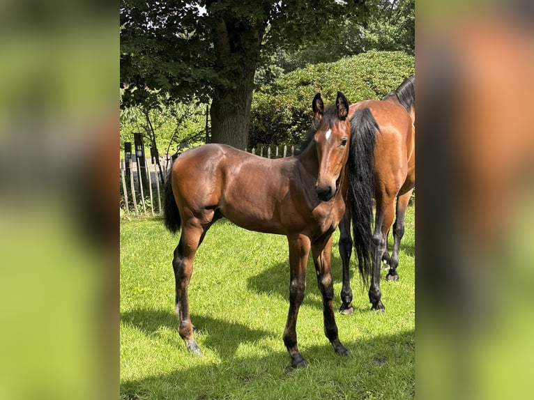 Hannoveraan Hengst Veulen (04/2025) Bruin in Hoogstede