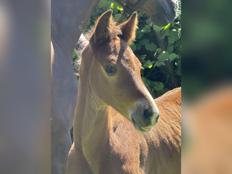 Hannoveraan Hengst  Bruin in Obernkirchen