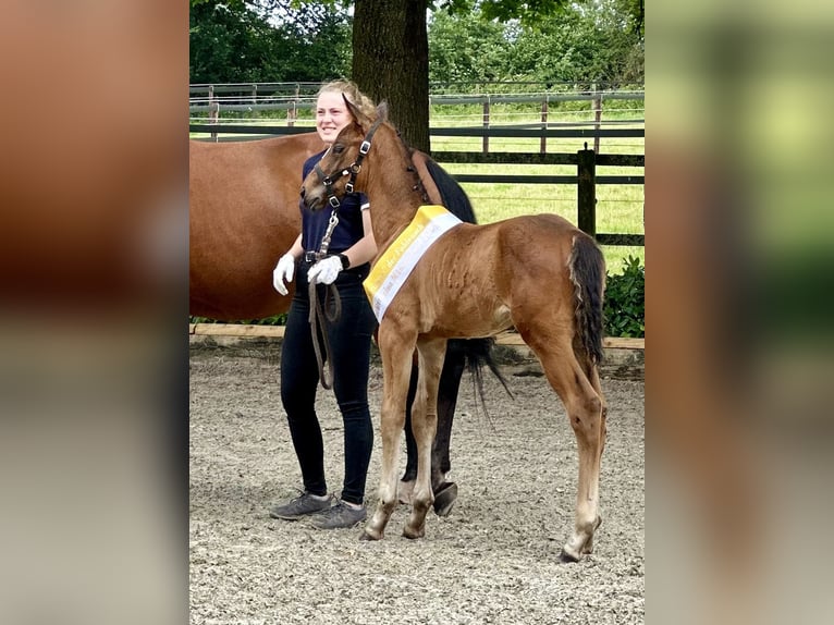 Hannoveraan Hengst veulen (04/2024) Bruin in Senden