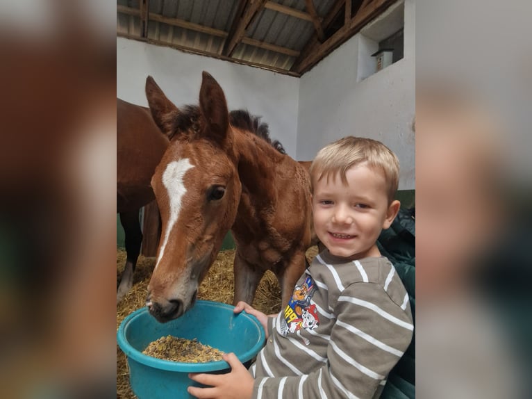 Hannoveraan Hengst Veulen (05/2025) Bruin in Zeven