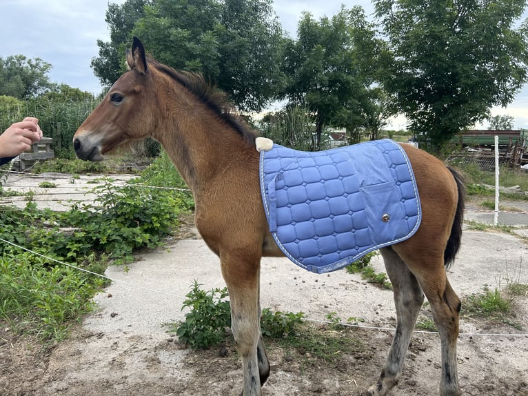 Hannoveraan Mix Hengst veulen (04/2024) Donkerbruin in Anklam