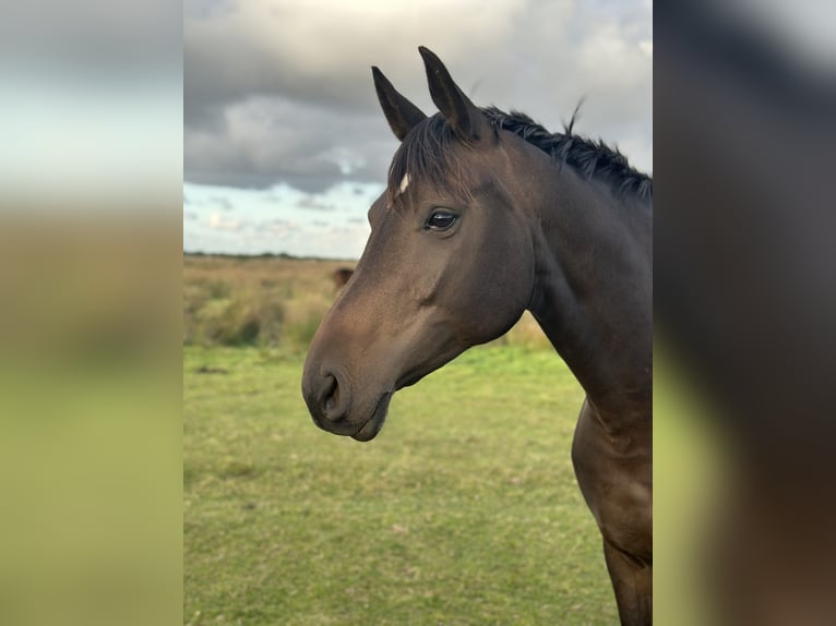 Hannoveraan Hengst Veulen (05/2025) Donkerbruin in Norderney