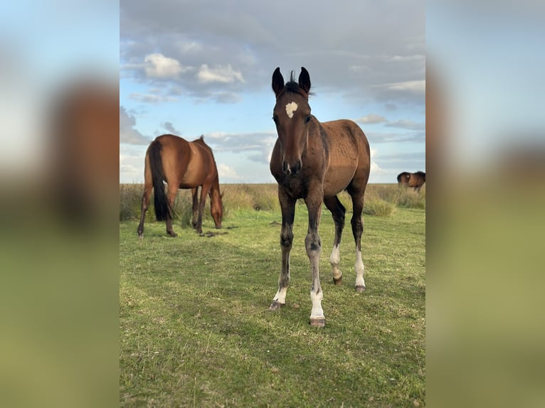 Hannoveraan Hengst Veulen (05/2025) Donkerbruin in Norderney