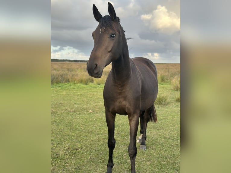 Hannoveraan Hengst Veulen (05/2025) Donkerbruin in Norderney