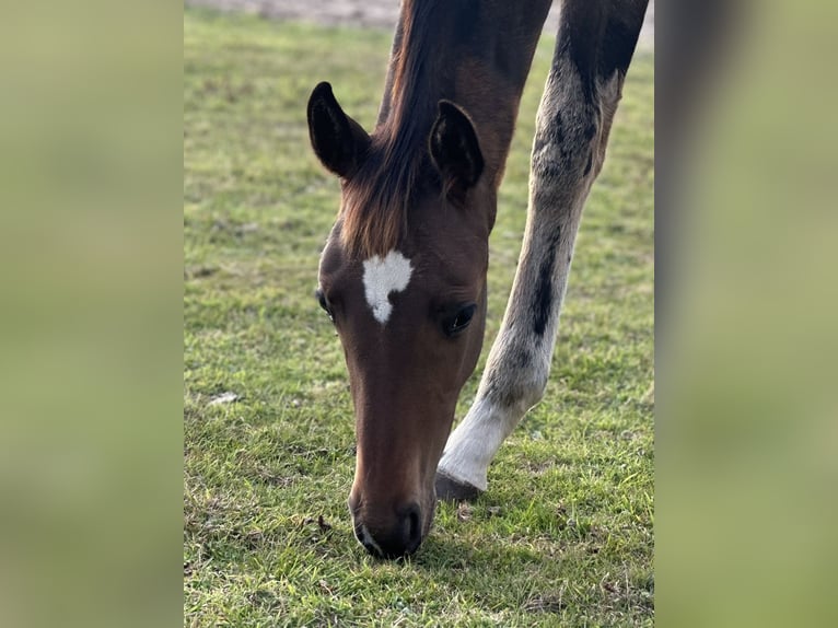 Hannoveraan Hengst Veulen (05/2025) Donkerbruin in Norderney