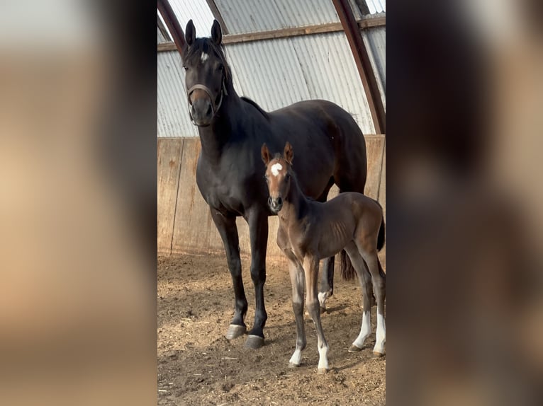 Hannoveraan Hengst Veulen (05/2025) Donkerbruin in Norderney