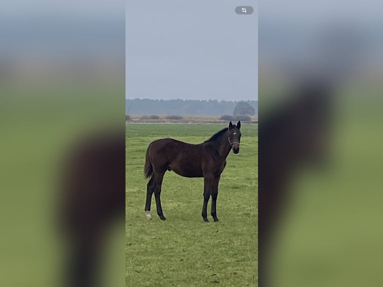 Hannoveraan Hengst  Donkerbruin in Grethem