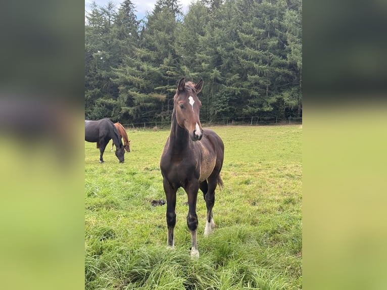 Hannoveraan Hengst Veulen (04/2025) Donkerbruin in Lauenburg
