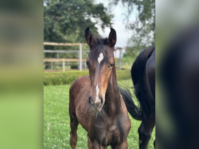 Hannoveraan Hengst veulen (05/2024) Donkerbruin in Neuberg