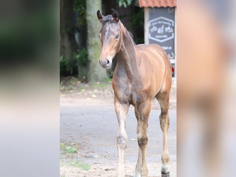 Hannoveraan Hengst  Donkerbruin in M&#xFC;den (Aller)