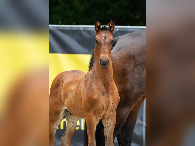 Hannoveraan Hengst Veulen (05/2025) Donkerbruin in Schiffdorf