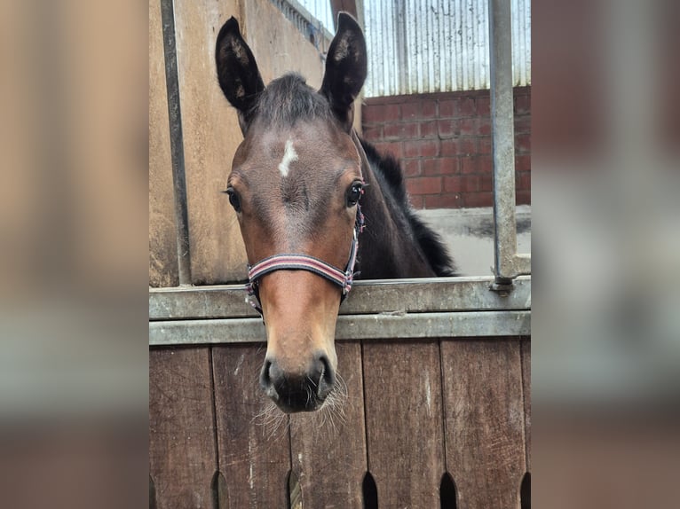 Hannoveraan Hengst veulen (05/2024) Donkerbruin in Sulingen