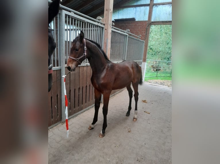 Hannoveraan Hengst veulen (05/2024) Donkerbruin in Sulingen