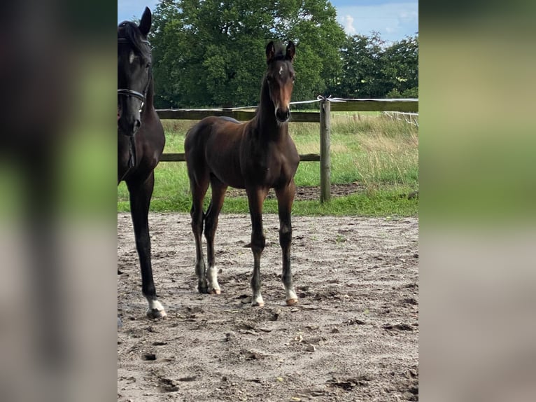 Hannoveraan Hengst veulen (05/2024) Donkerbruin in Sulingen