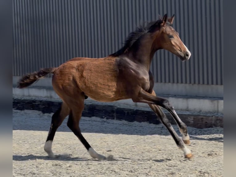 Hannoveraan Hengst Veulen (02/2026) Donkerbruin in Velpke