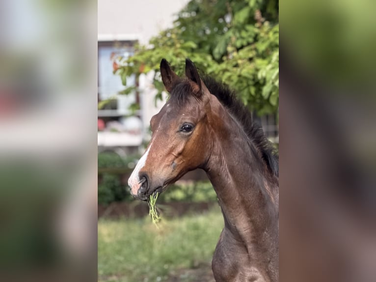Hannoveraan Hengst Veulen (02/2026) Donkerbruin in Velpke