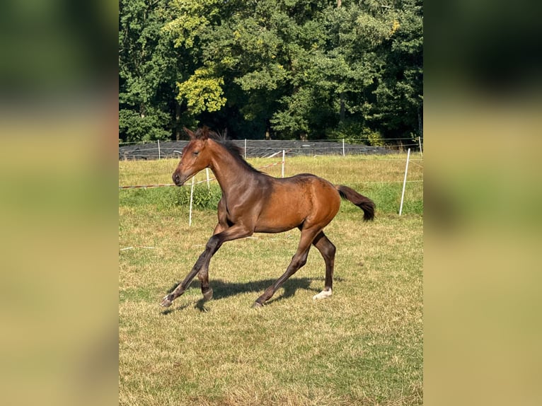 Hannoveraan Hengst Veulen (05/2025) Donkerbruin in Walsrode