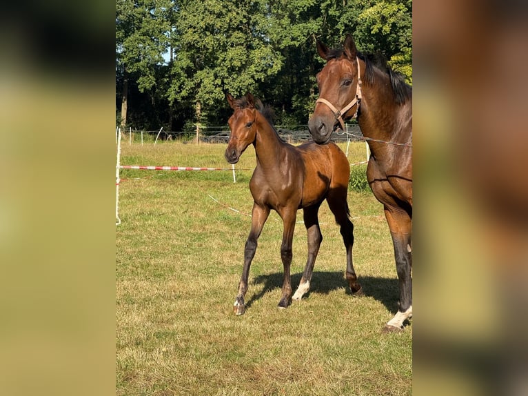 Hannoveraan Hengst Veulen (05/2025) Donkerbruin in Walsrode