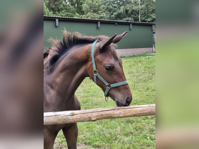Hannoveraan Hengst Veulen (05/2025) Donkerbruin in Walsrode