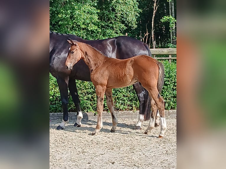 Hannoveraan Hengst  Donkerbruin in Weste