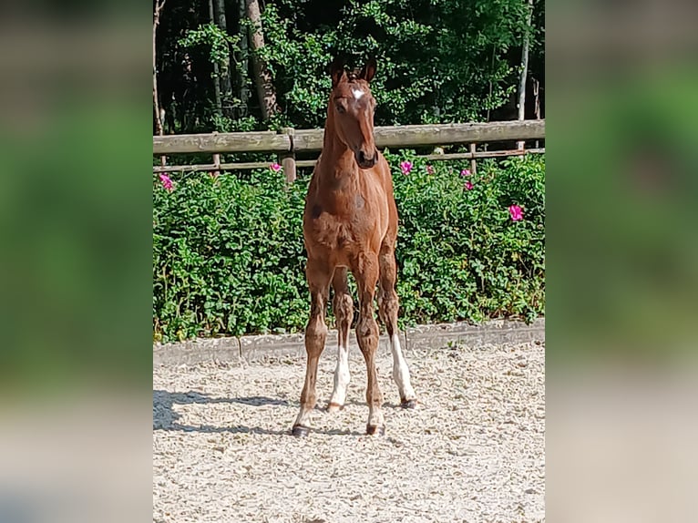 Hannoveraan Hengst  Donkerbruin in Weste