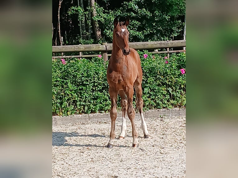 Hannoveraan Hengst  Donkerbruin in Weste