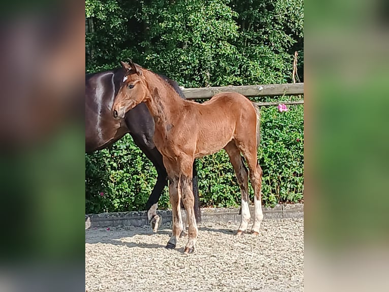 Hannoveraan Hengst  Donkerbruin in Weste