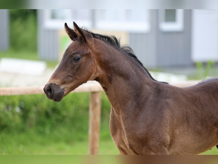 Hannoveraan Hengst Veulen (05/2026) Donkerbruin in Wingst