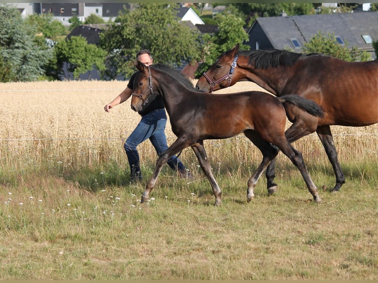 Hannoveraan Hengst Veulen (04/2025) Donkerbruin in Bromskirchen