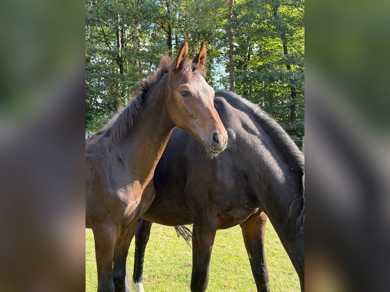 Hannoveraan Hengst Veulen (06/2026) Donkerbruin in Walsrode