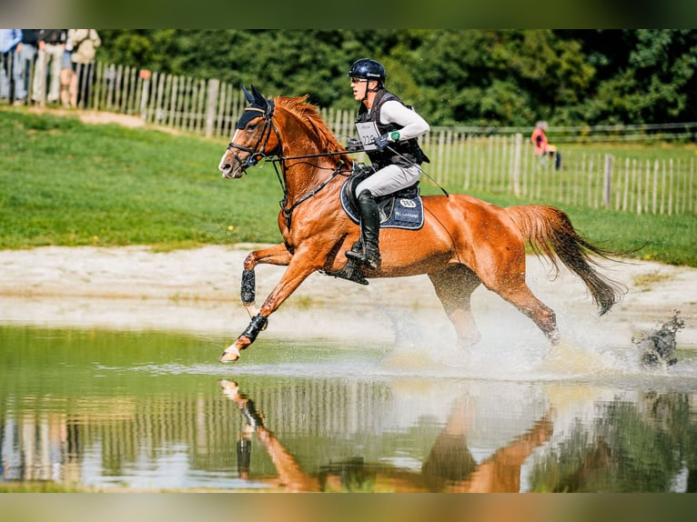 Hannoveraan Hengst Veulen (06/2026) Donkerbruin in Walsrode