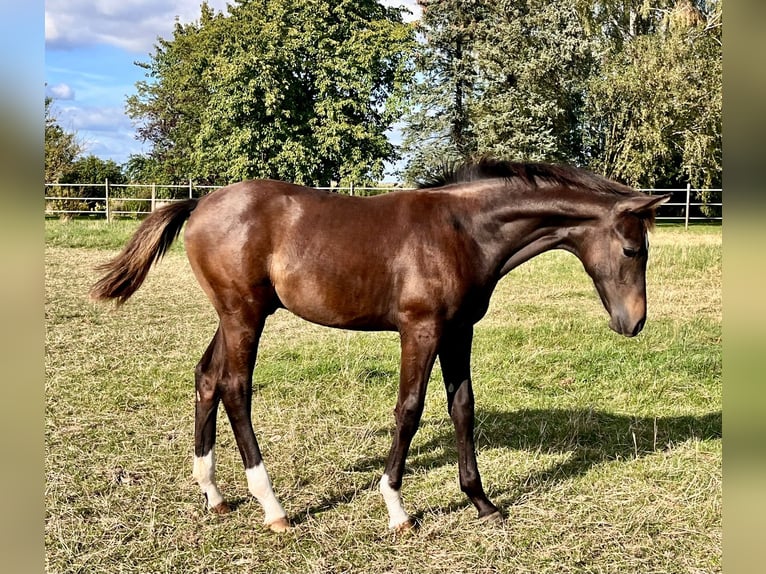 Hannoveraan Hengst veulen (04/2024) Donkerbruin in Elze