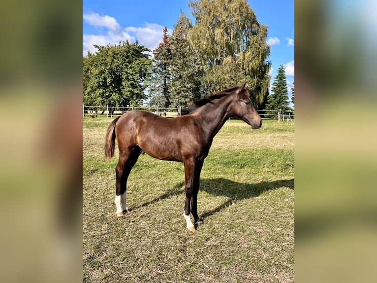 Hannoveraan Hengst veulen (04/2024) Donkerbruin in Elze