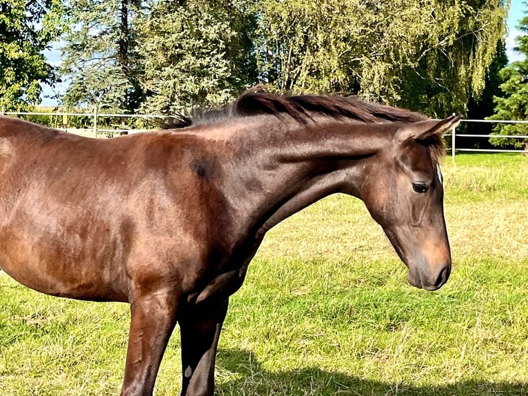 Hannoveraan Hengst veulen (04/2024) Donkerbruin in Elze