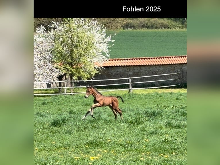 Hannoveraan Hengst Veulen (03/2025) Donkerbruin in Emmerthal