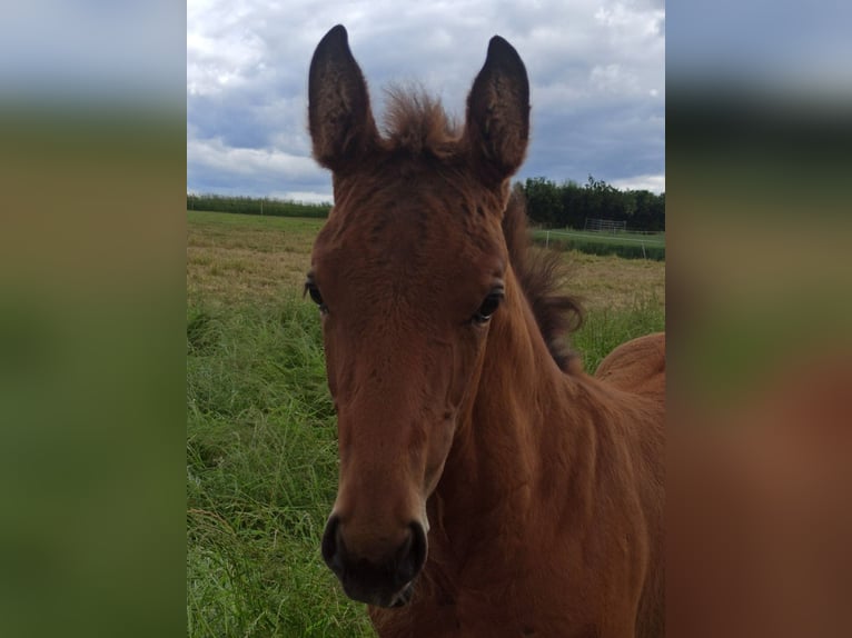 Hannoveraan Hengst Veulen (03/2026) Donkerbruin in Gleichen