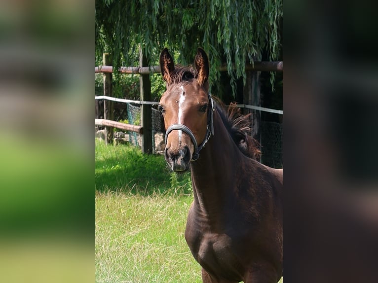Hannoveraan Hengst Veulen (05/2025) Donkerbruin in Stadthagen