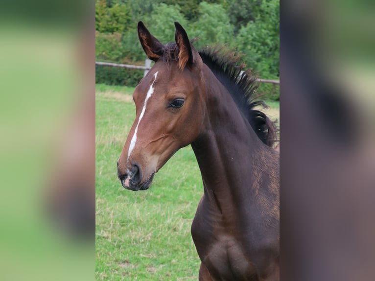 Hannoveraan Hengst Veulen (05/2025) Donkerbruin in Stadthagen