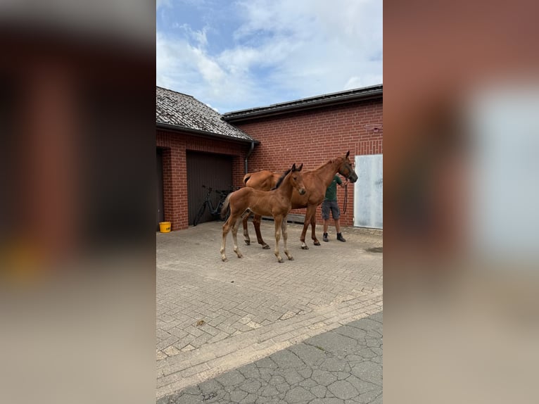 Hannoveraan Hengst Veulen (05/2025) Donkerbruin in Lembruch