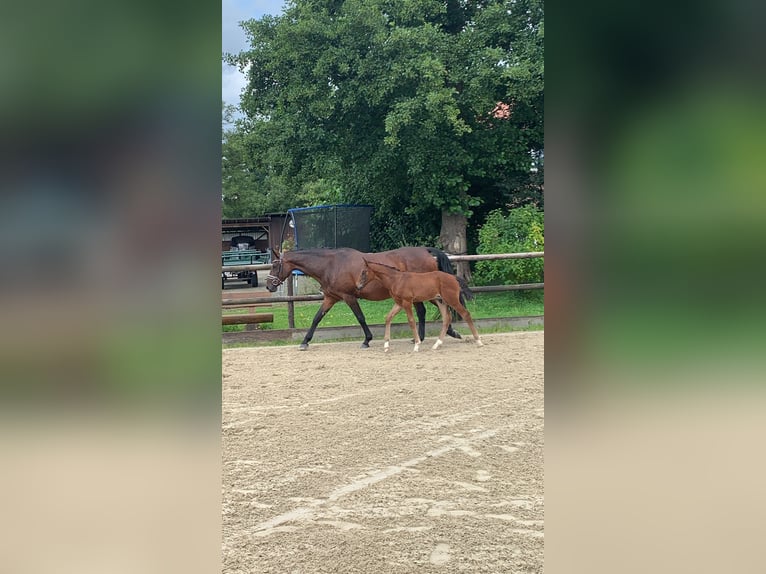 Hannoveraan Hengst veulen (06/2024) Donkerbruin in Oyten-Sagehorn