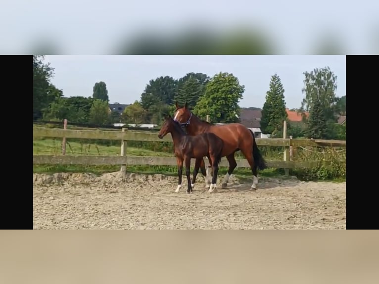 Hannoveraan Hengst veulen (03/2024) Donkerbruin in Stokkum