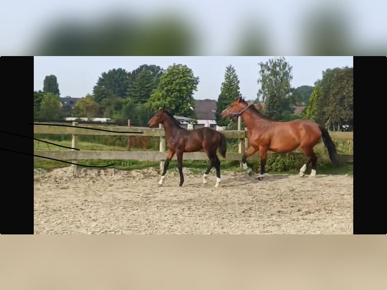 Hannoveraan Hengst veulen (03/2024) Donkerbruin in Stokkum