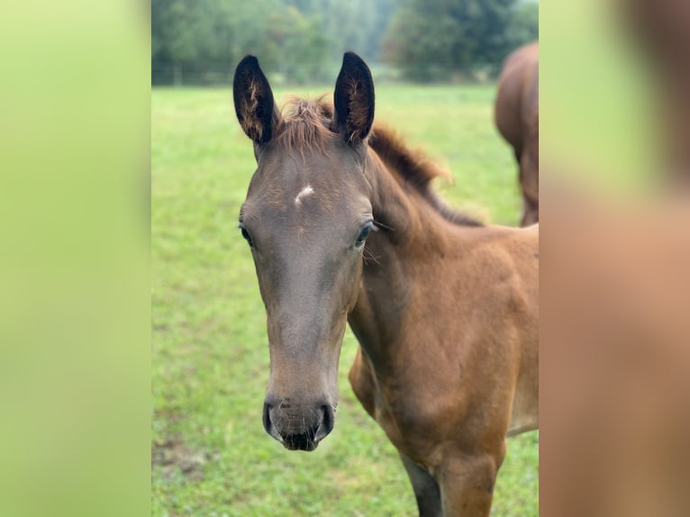 Hannoveraan Hengst Veulen (05/2025) Donkere-vos in Adelheidsdorf